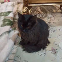 واگذاری گربه|گربه|اصفهان, مارچین|دیوار