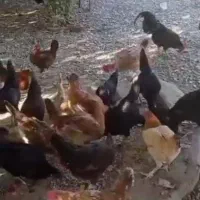 محلی اصل|حیوانات مزرعه|رودخانه, |دیوار