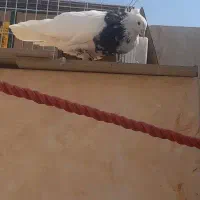 کبوتر طوقی الماسی