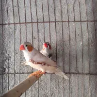 فنج نر|پرنده|بندرعباس, |دیوار