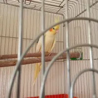 عروس هلندی لوتینو جفت نر وماده|پرنده|فردوسیه, |دیوار