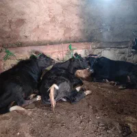 فروش گاو و گوسه نر محلی