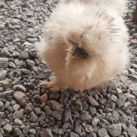 مرغ و خروس ابریشمی