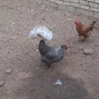 مرغ تخمی و چاغ