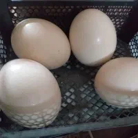 تخم شترمرغ وپرشترمرغ