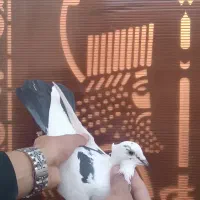 چهار تا کفتر خوشکل زیر قیمت