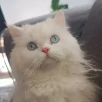 واگذاری گربه پرشین دال فیس چشم ابی