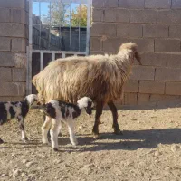 فروش یک میش تازه زاییده با دو تا بره کوچک