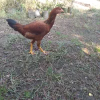 ۷ عددجوجه مرغ لاری تازه وارد ۷ ماه شدن|حیوانات مزرعه|ماسال, |دیوار