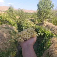 انگور شیرامین