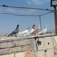 کبوتر پرشی ماده