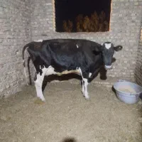 گاو شیری با گوساله نر|حیوانات مزرعه|زابل, |دیوار