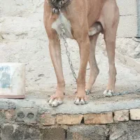 سگ خراسانی