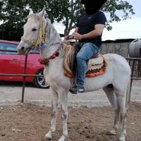 فروش اسب بصورت یکجا و تکی ، قیمت مناسب