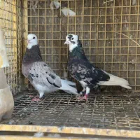 کفتر  اسمان