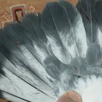 کبوتر|پرنده|اصفهان, ارغوانیه|دیوار