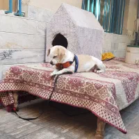 واگذاری پد خانگی|سگ|کرج, گوهردشت|دیوار