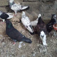 کبوتر