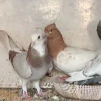 کبوتر|پرنده|مسجد سلیمان, |دیوار