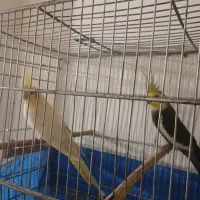 عروس هلندی جفت|پرنده|خمینی‌شهر, |دیوار