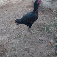 لاری اوشامو
