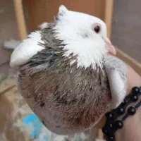 ۳۰تا کفتر گلچین شده همه توان پس داده هستن|پرنده|رشت, حمیدیان|دیوار