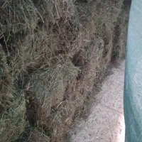 پرس یونجه