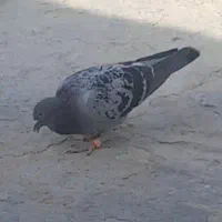 کبوتر