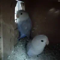 طوطی برزیلی سالم ورام