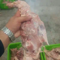 اسکلت گوشتی ،کتف بال تازه ،بچه فیله و قلم گوساله