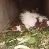 خوکچه هندی مولد با بچه