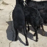 فروش 4راس بره ماده قره قزل قره چال