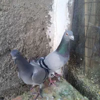 کبوتر پلاکی
