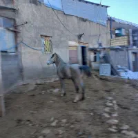 مادیون جوان