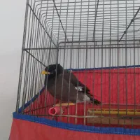 مینا دوعدد|پرنده|بروجرد, |دیوار