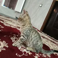 واگذاری گربه به خانم ها|گربه|یاسوج, |دیوار