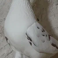 کبوتر