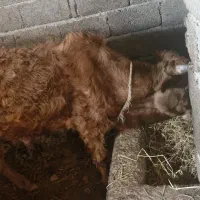 گاو نر آرام برای فروش در حوالیه روستاهای لشت نشاء