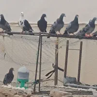 کبوتر