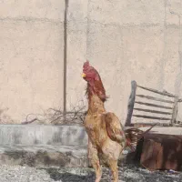 خروس لاری یه سر اوشامو