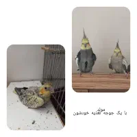 عروس هلندی|پرنده|کرمان, |دیوار