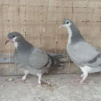 جوجه ابری|پرنده|اصفهان, ملاصدرا|دیوار