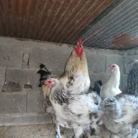 ویاندوت سیلور|حیوانات مزرعه|قائمشهر, |دیوار