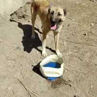 واگذاری سگ گله و نگهبان