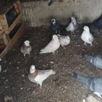 فروش کبوتر