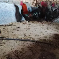 خروس چاق و جوان‌.|حیوانات مزرعه|قم, هنرستان|دیوار