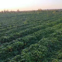 نهال توت فرنگی|خدمات باغبانی و درختکاری|خان ببین, |دیوار