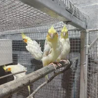 عروس هلندی
