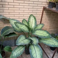 برگ عبایی، دیفن باخیا، بن سای لیندا|گل و گیاه طبیعی|شیراز, شهرک والفجر|دیوار