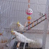 یک جفت عروس هلندی بسیار زیبا